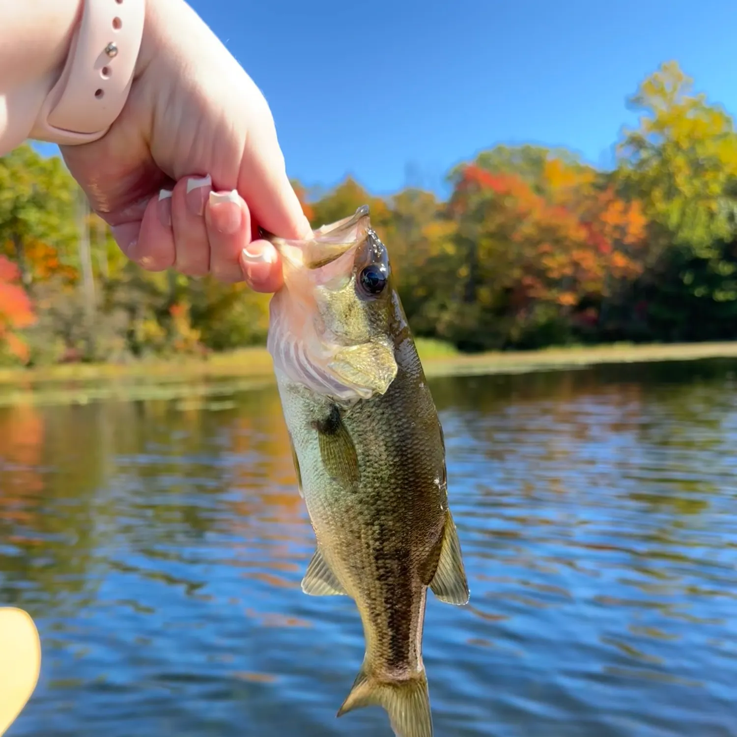 Largemouth bass caught on Fishbrain
