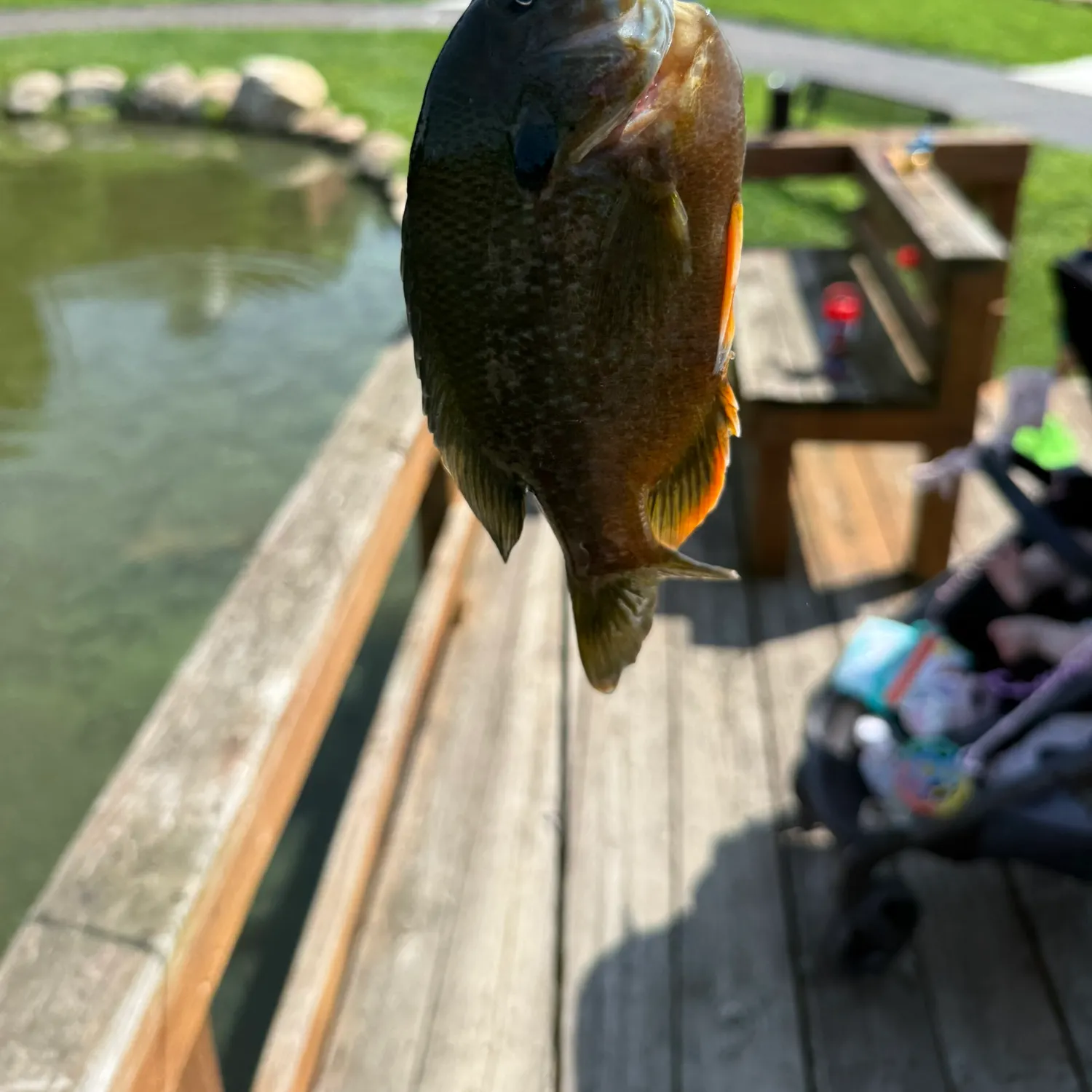Bluegill caught on Fishbrain