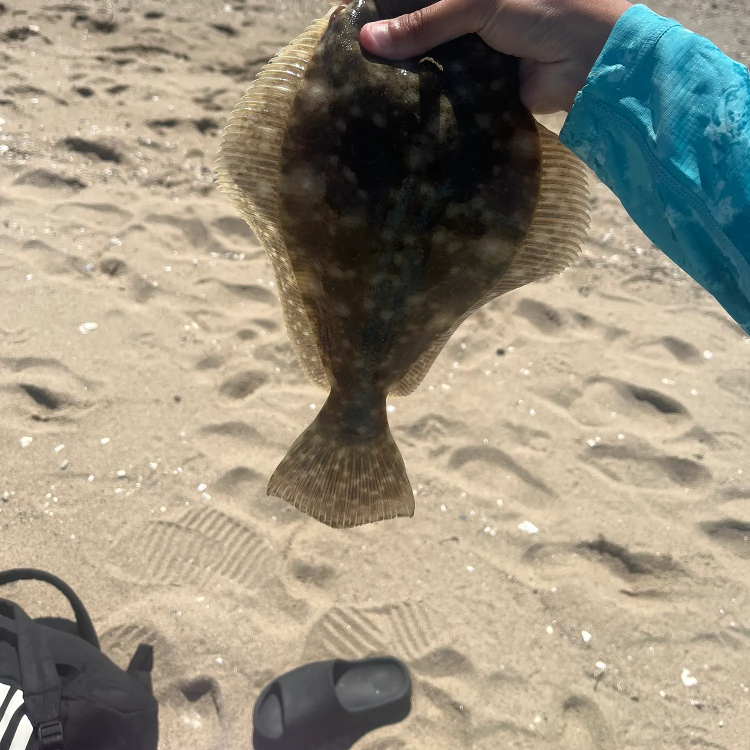 Summer flounder caught on Fishbrain