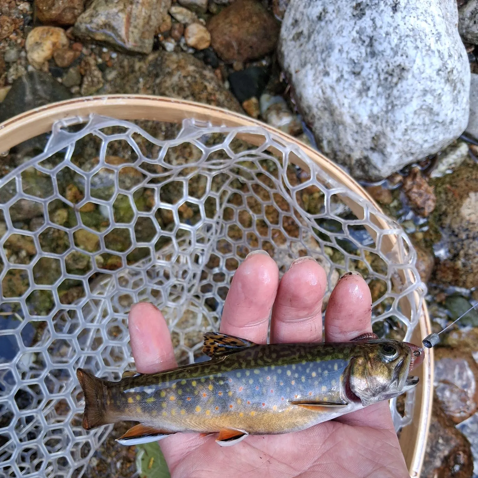 Brook trout caught on Fishbrain