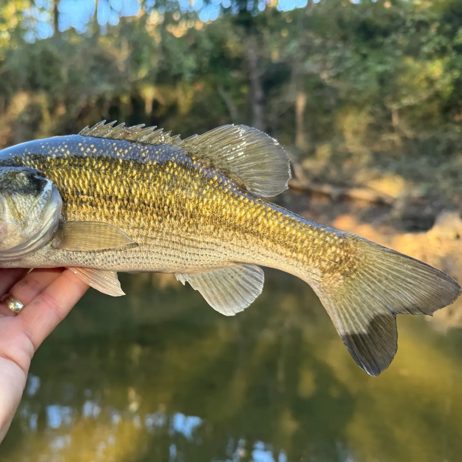 Spotted bass caught on Fishbrain