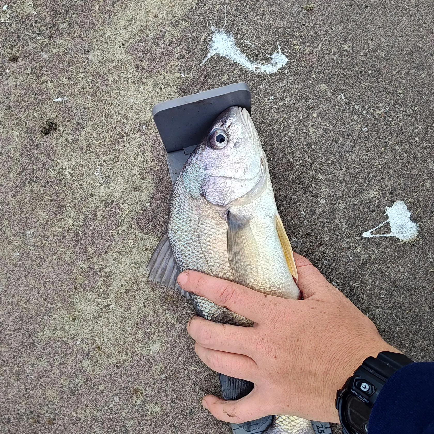 Freshwater drum caught on Fishbrain
