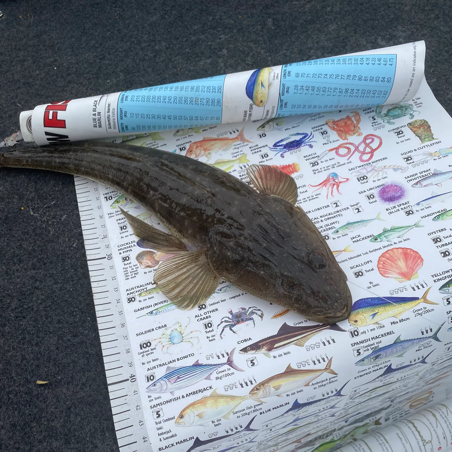 recently logged catches