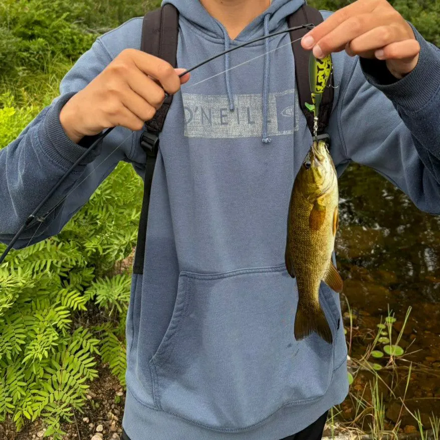 The most recent Smallmouth bass catches on Fishbrain
