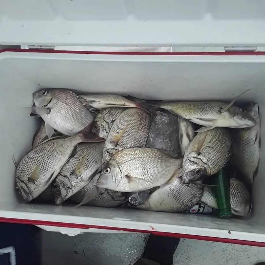 Scup caught on Fishbrain