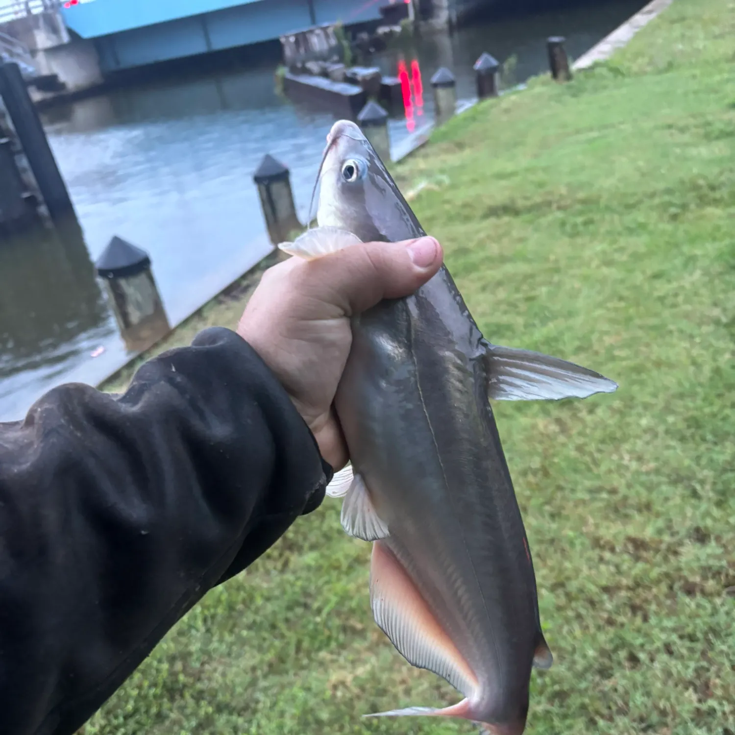 Channel catfish caught on Fishbrain