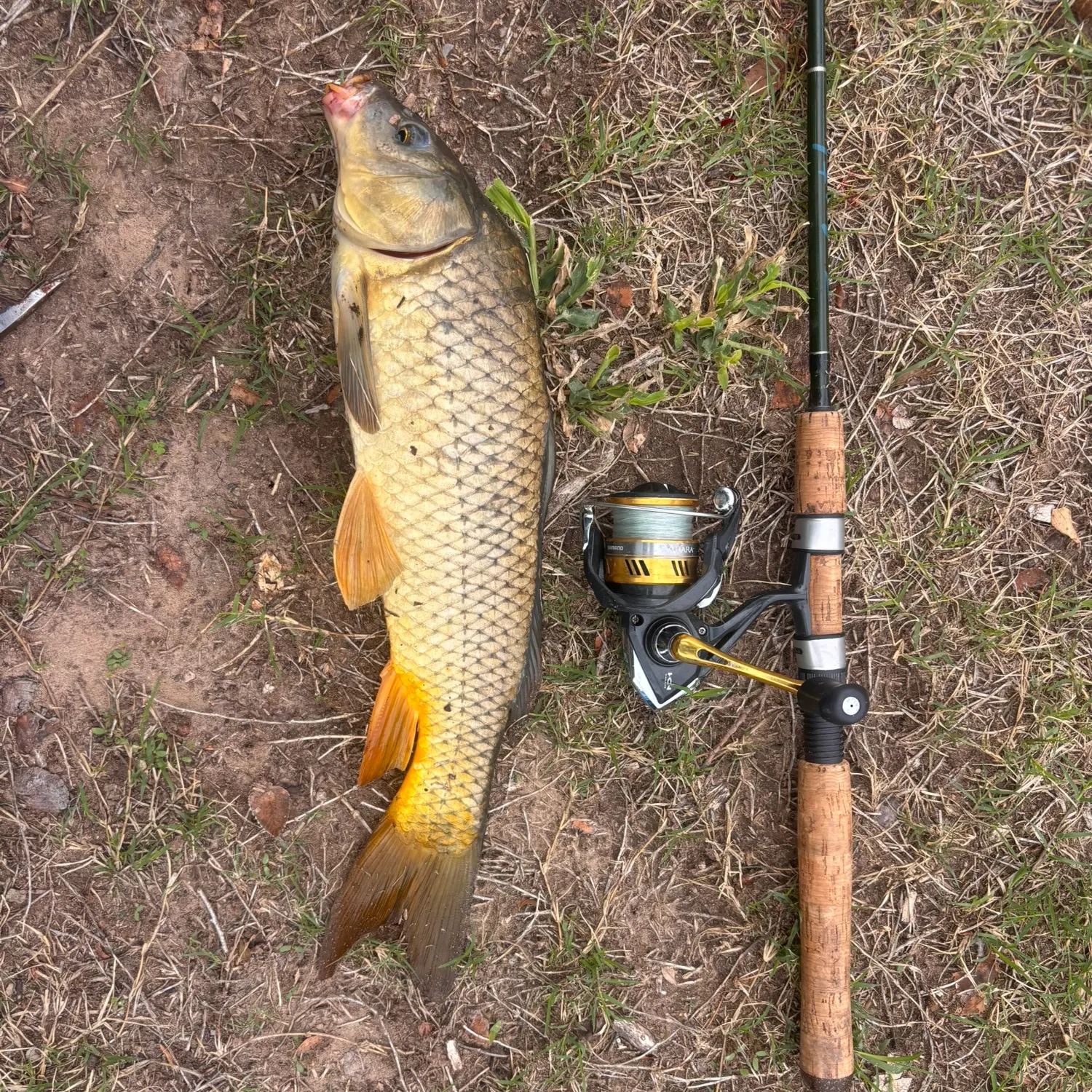 Common carp caught on Fishbrain
