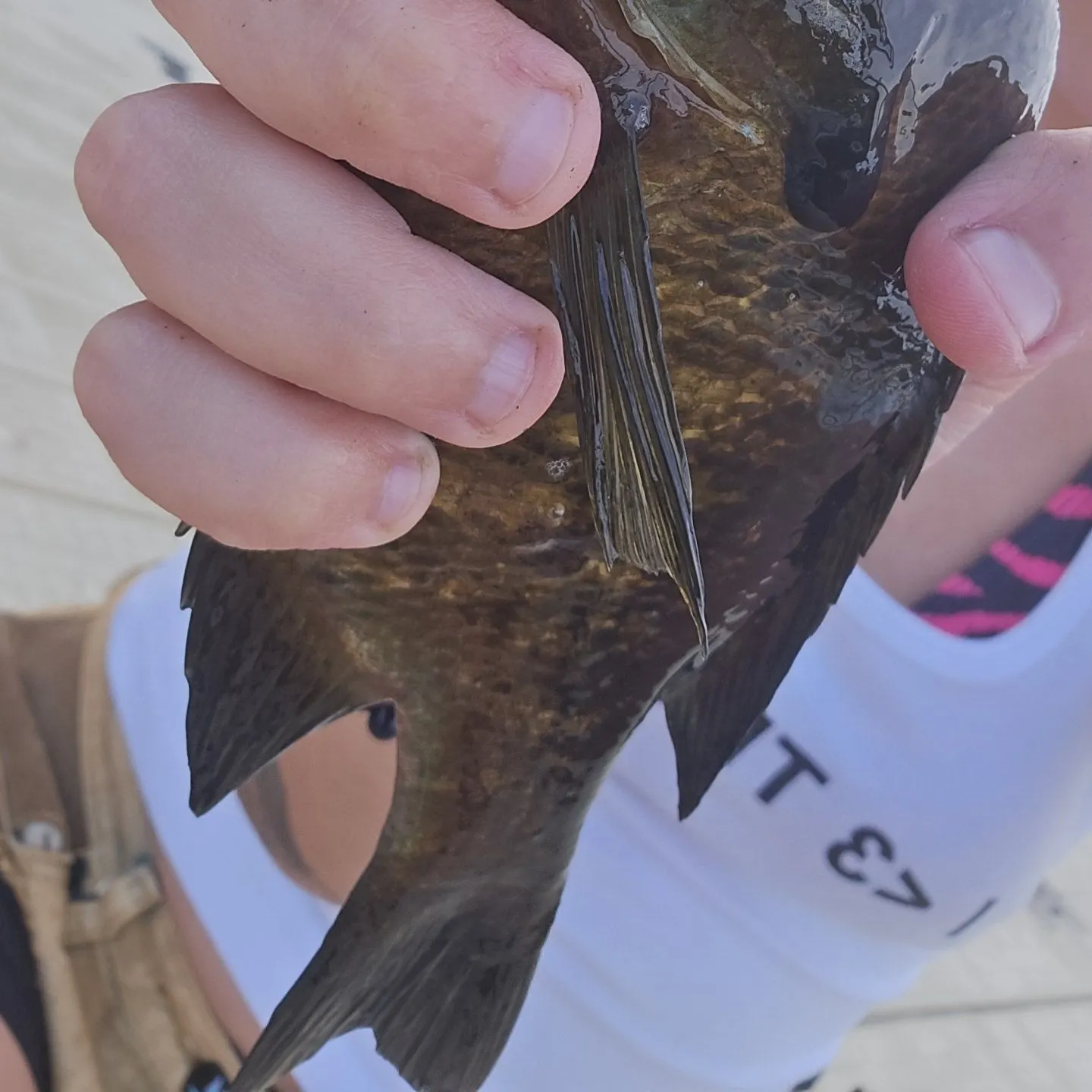Bluegill caught on Fishbrain
