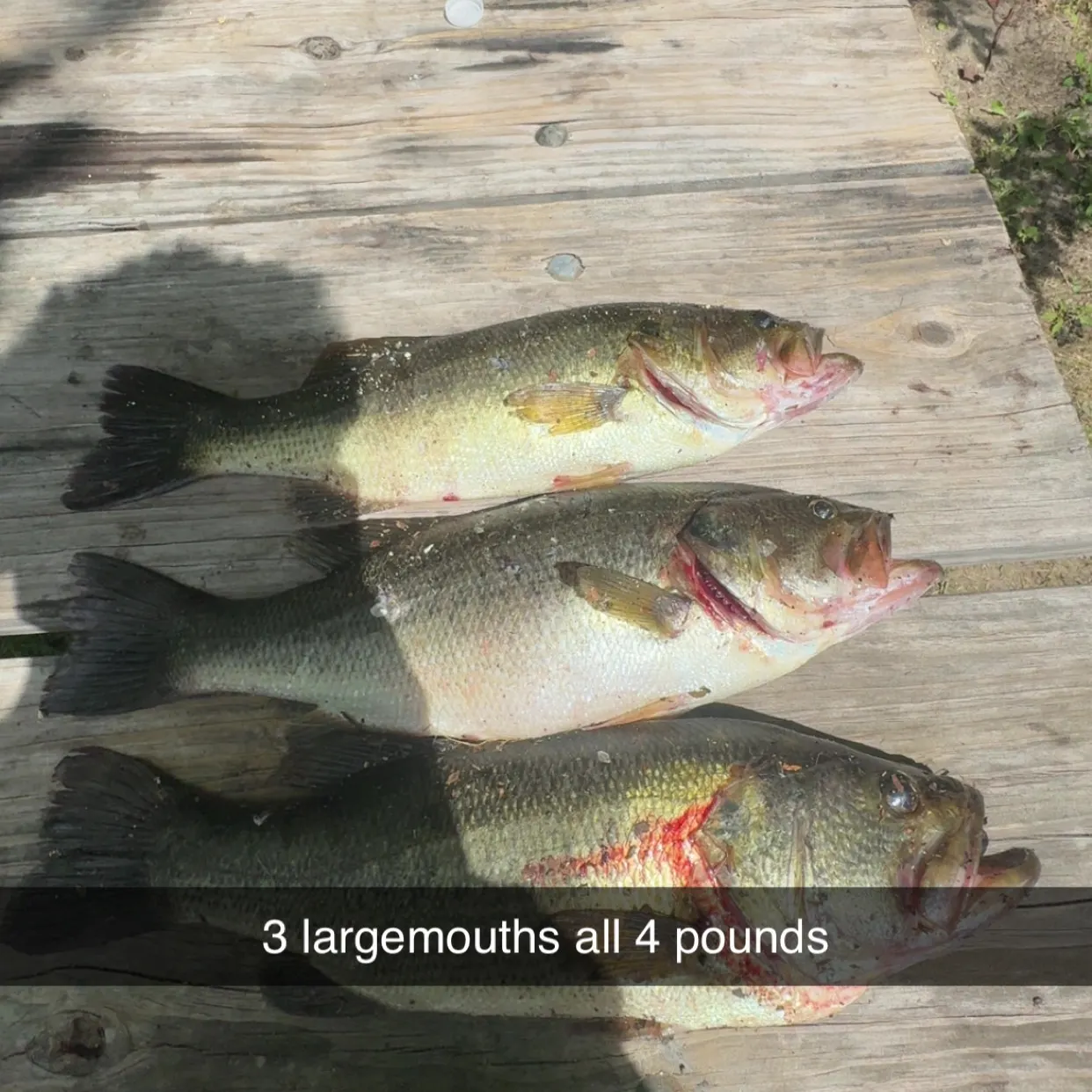 recently logged catches
