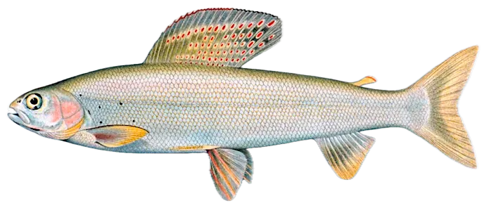 Arctic grayling