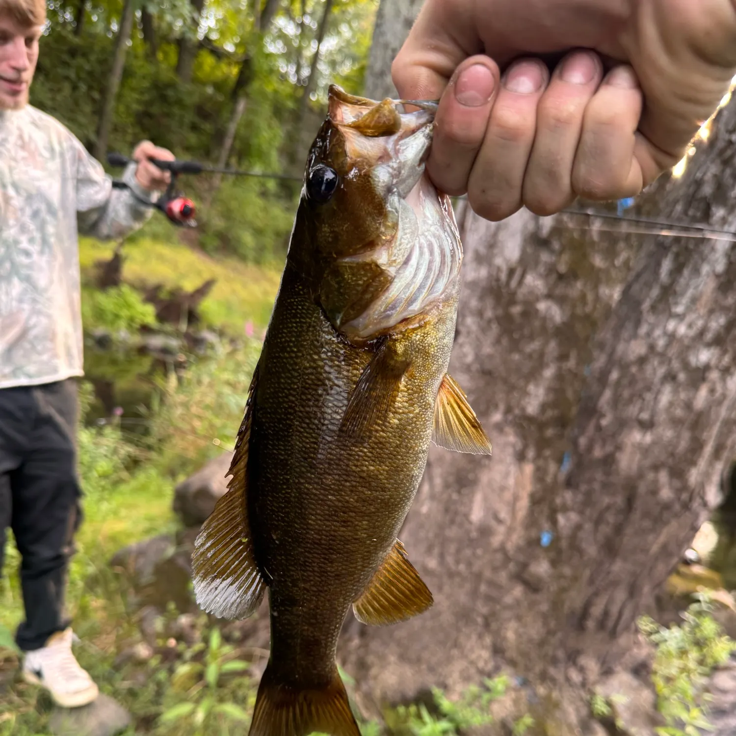 Smallmouth bass caught on Fishbrain