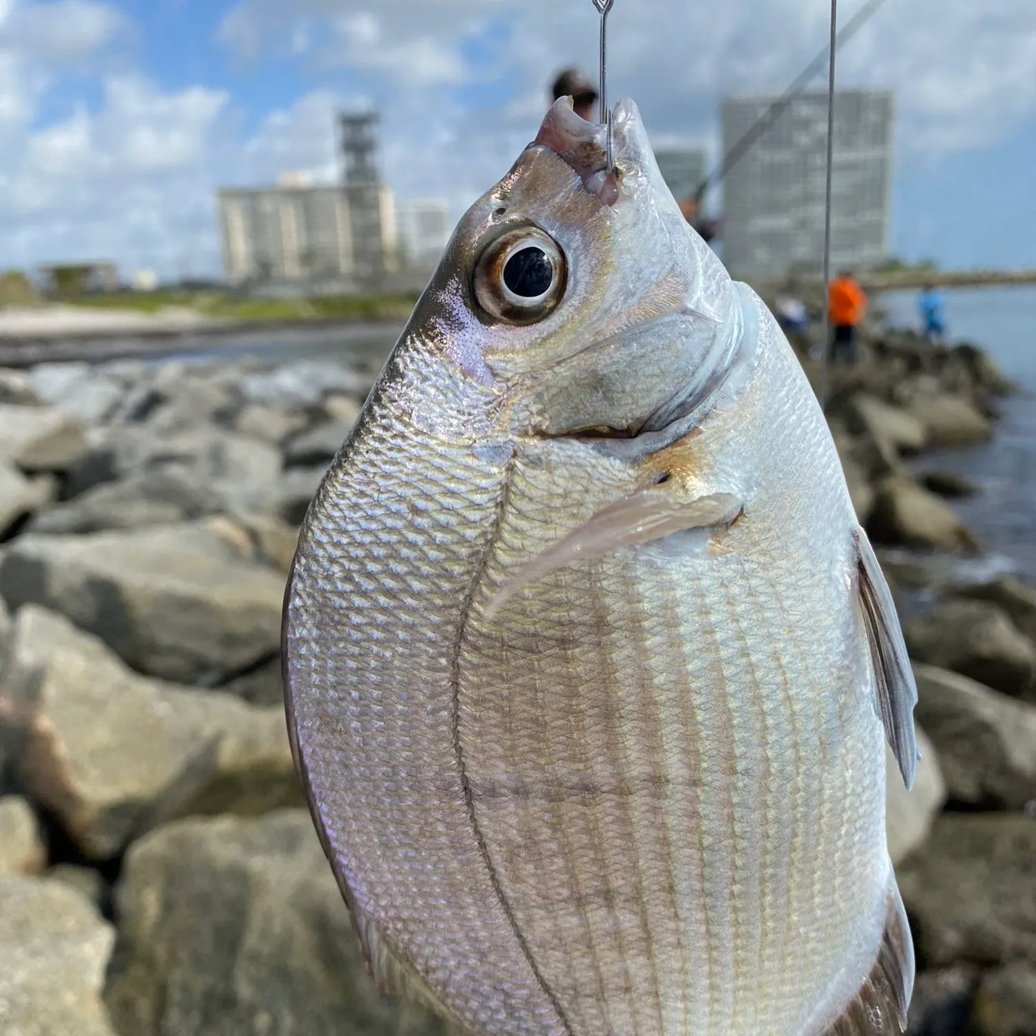 The most popular recent Silver porgy catch on Fishbrain