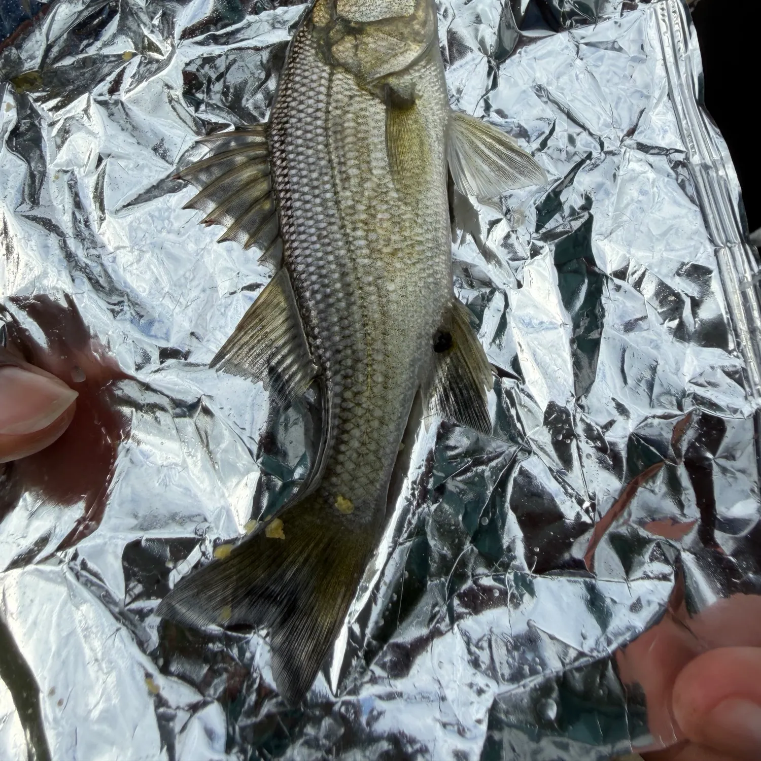 White perch caught on Fishbrain