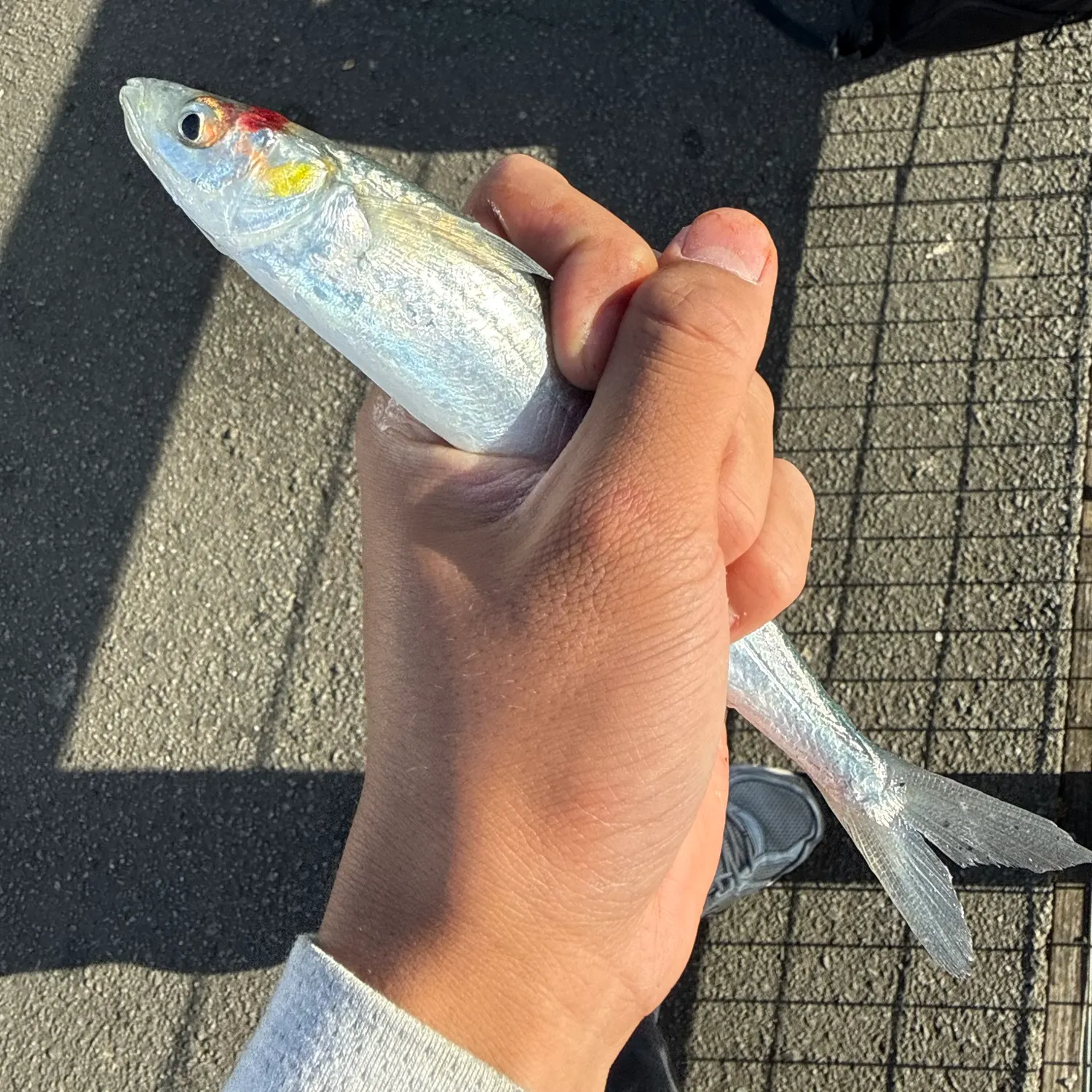 Jack smelt caught on Fishbrain