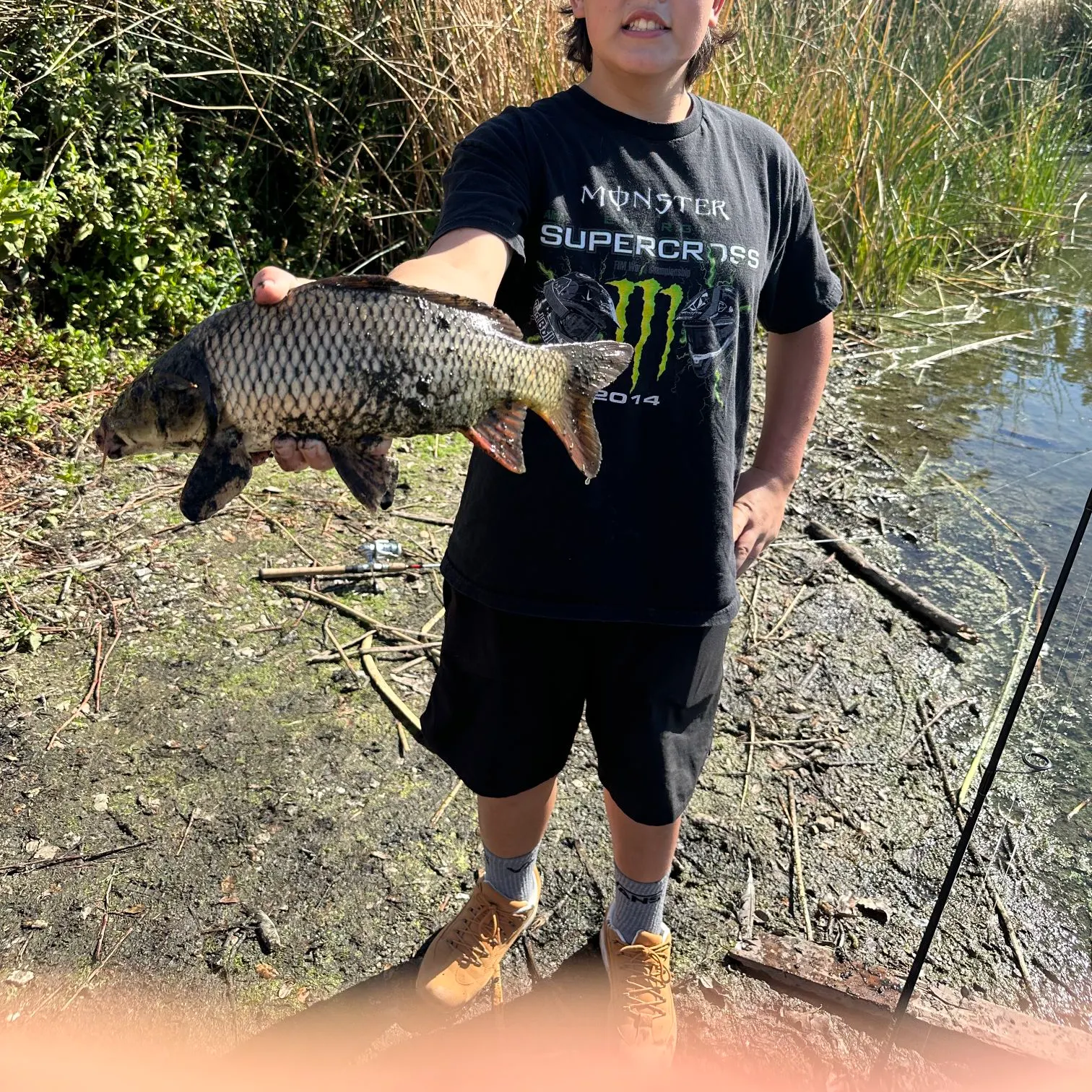 Common carp caught on Fishbrain
