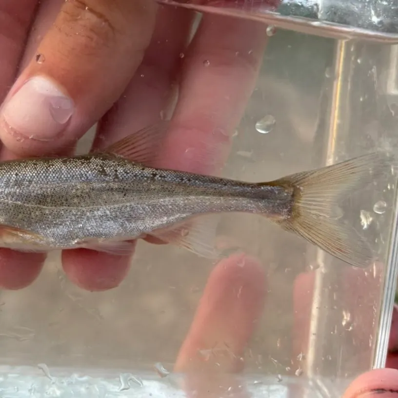 The most recent Roundtail chub catches on Fishbrain