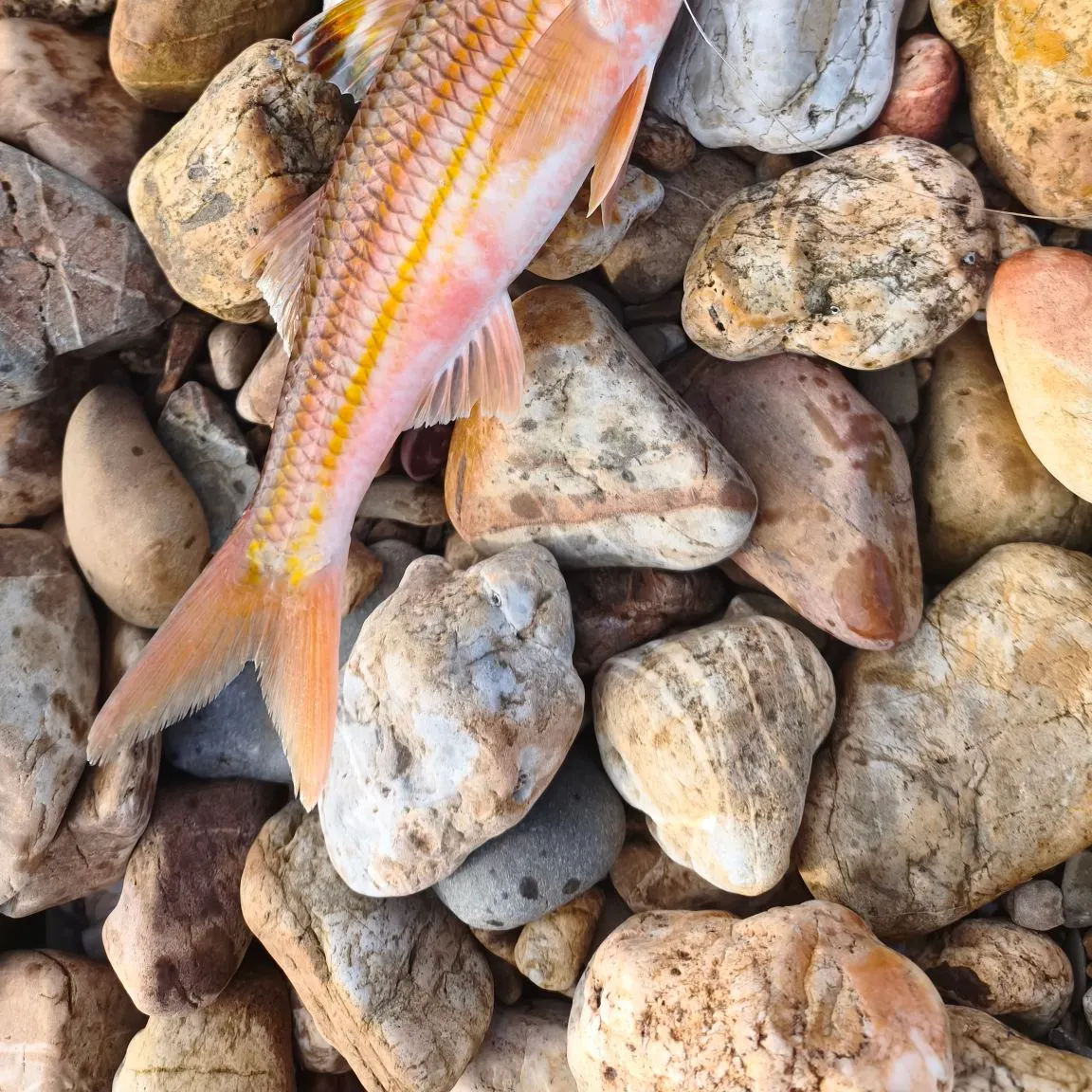 The most recent Striped red mullet catches on Fishbrain