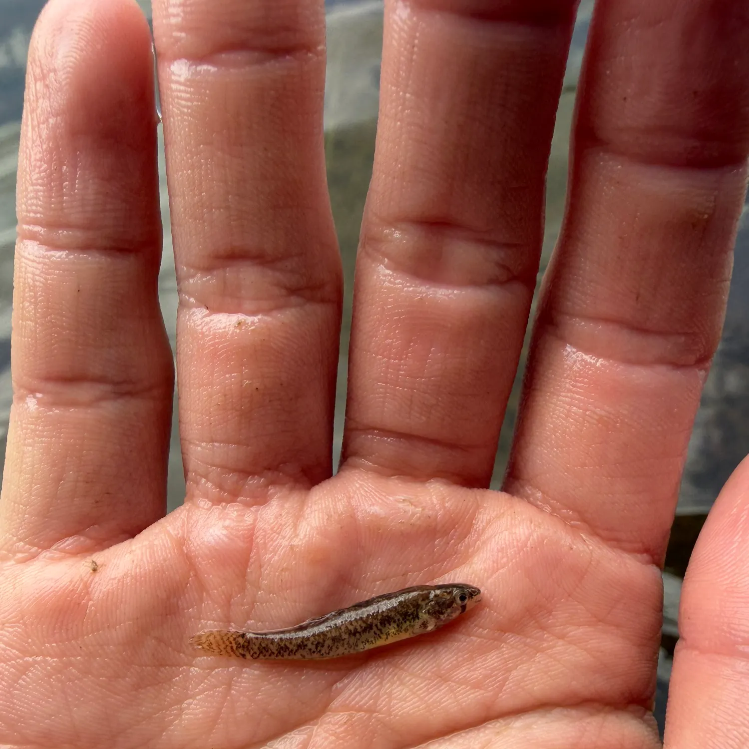 The most recent Least killifish catches on Fishbrain