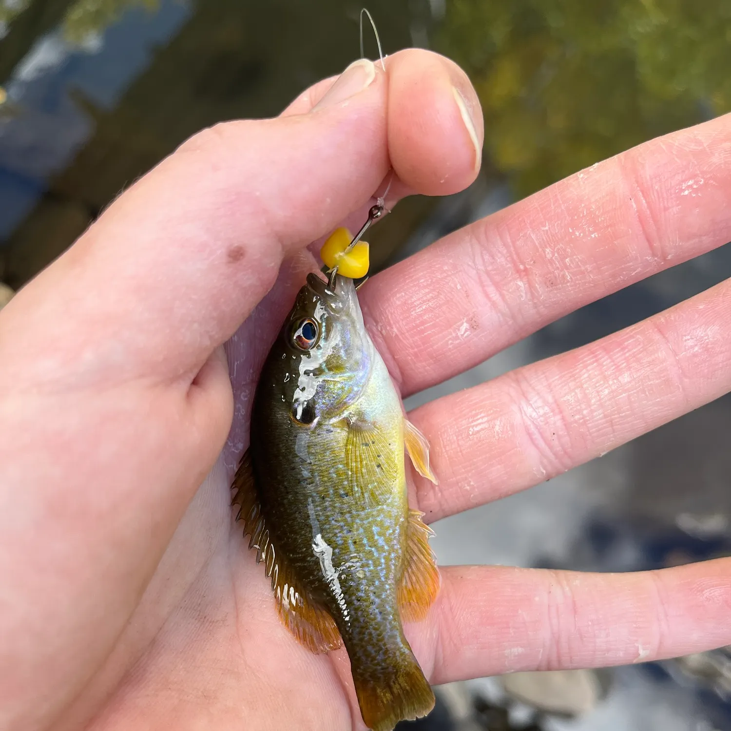 Green sunfish caught on Fishbrain