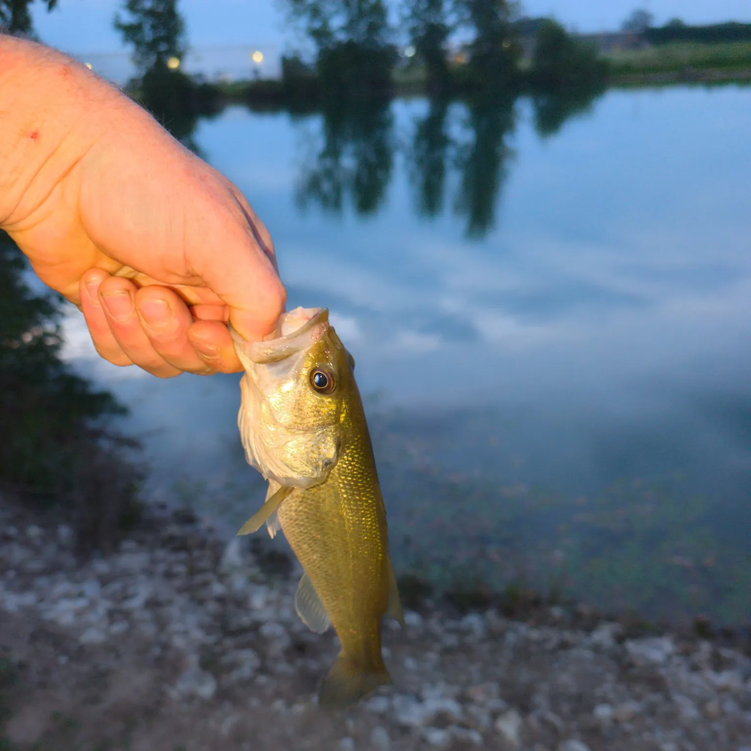 Fish caught on Fishbrain