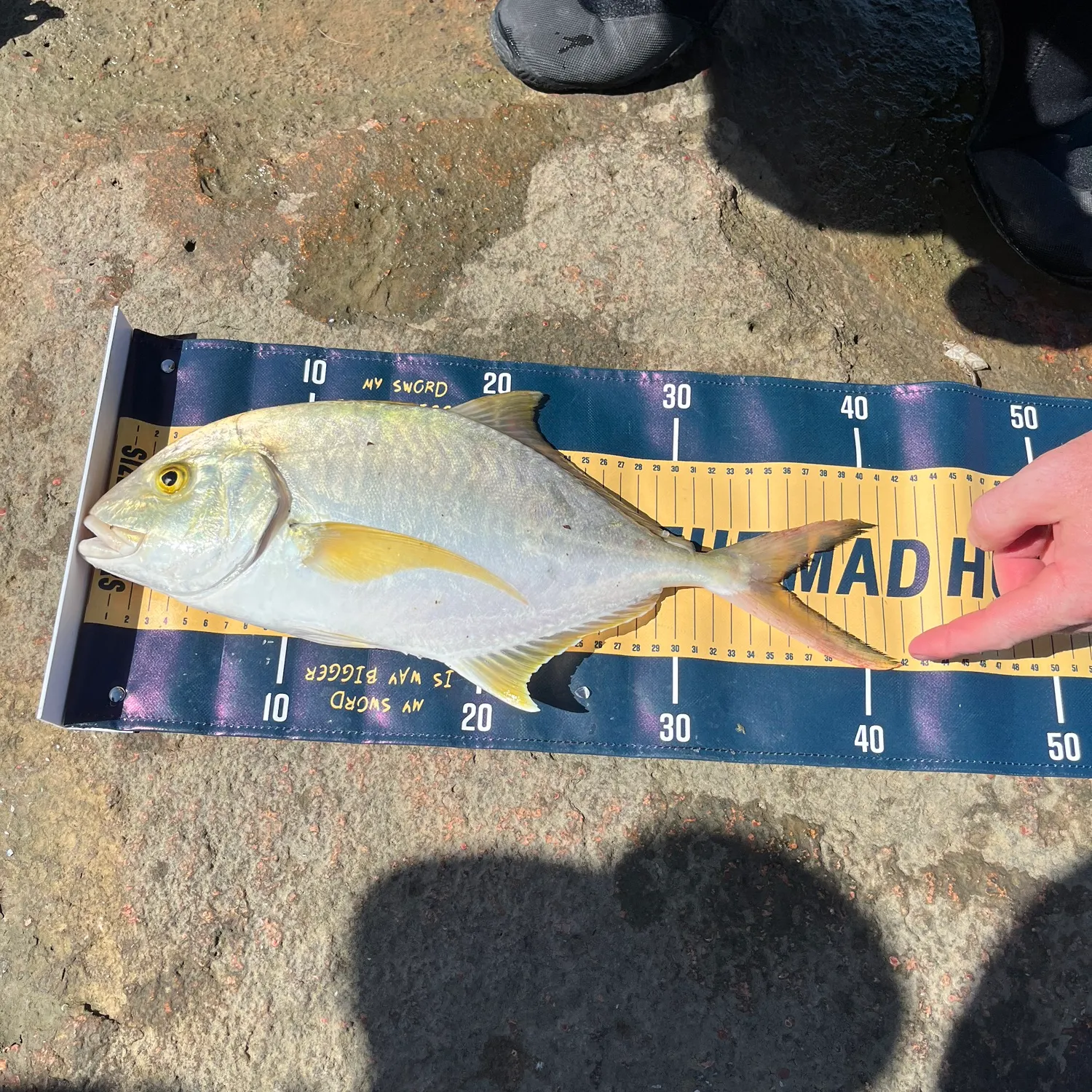 The most recent Golden trevally catches on Fishbrain