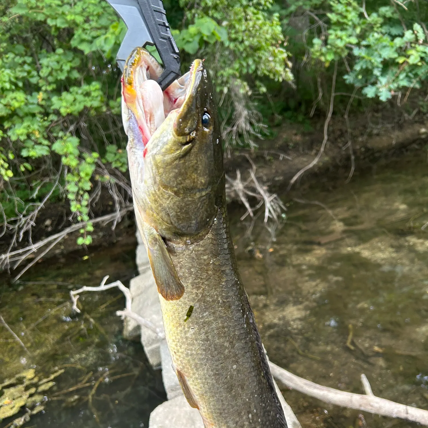 The most recent Eyetail bowfin catches on Fishbrain