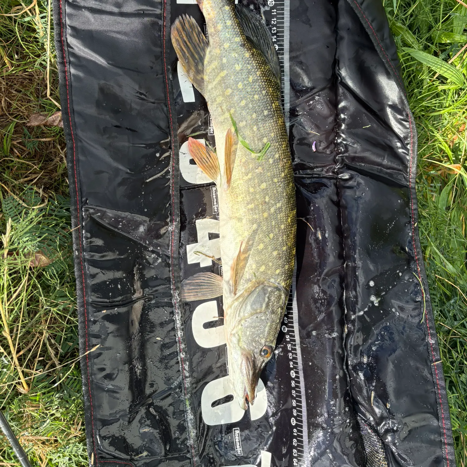 Northern pike caught on Fishbrain