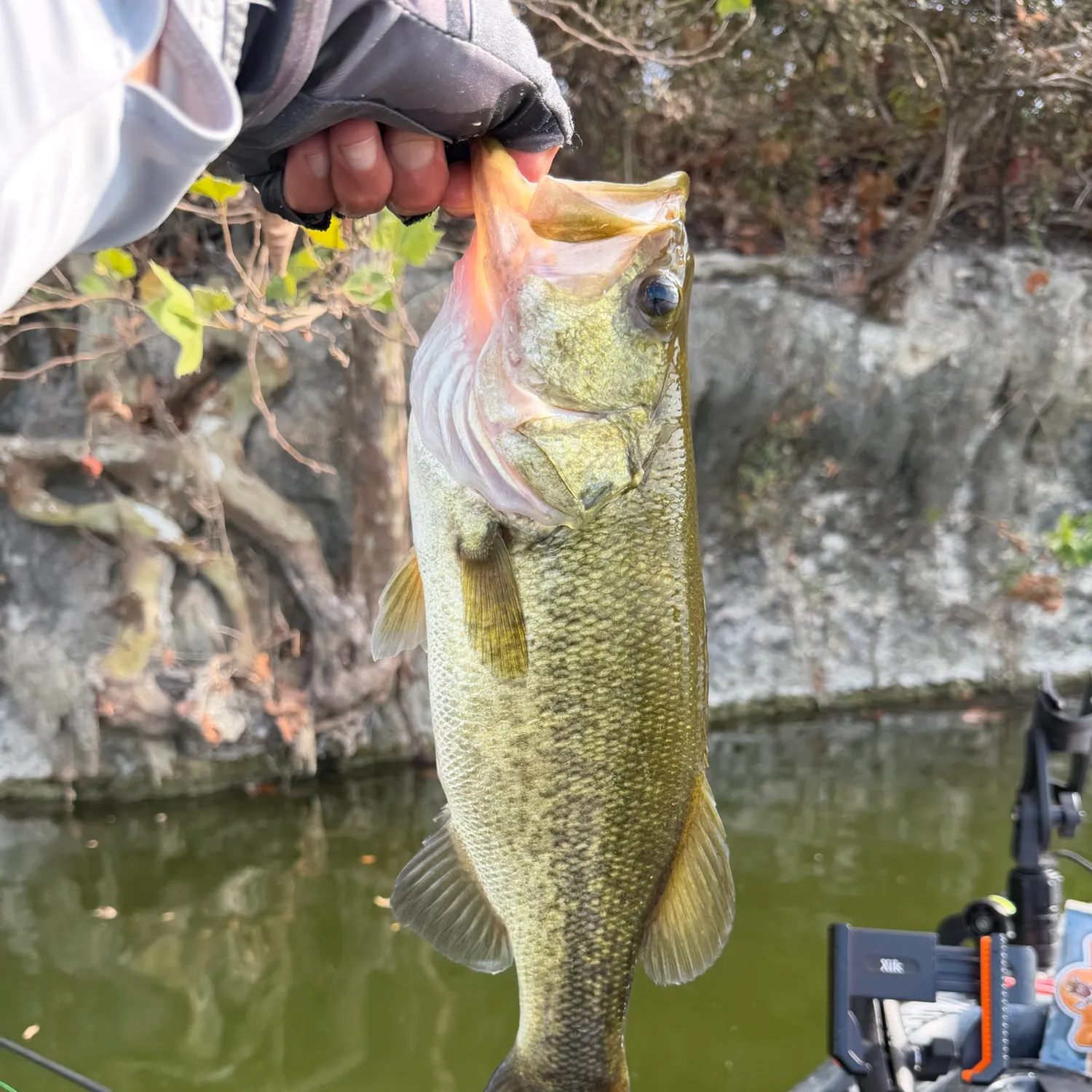 Largemouth bass caught on Fishbrain