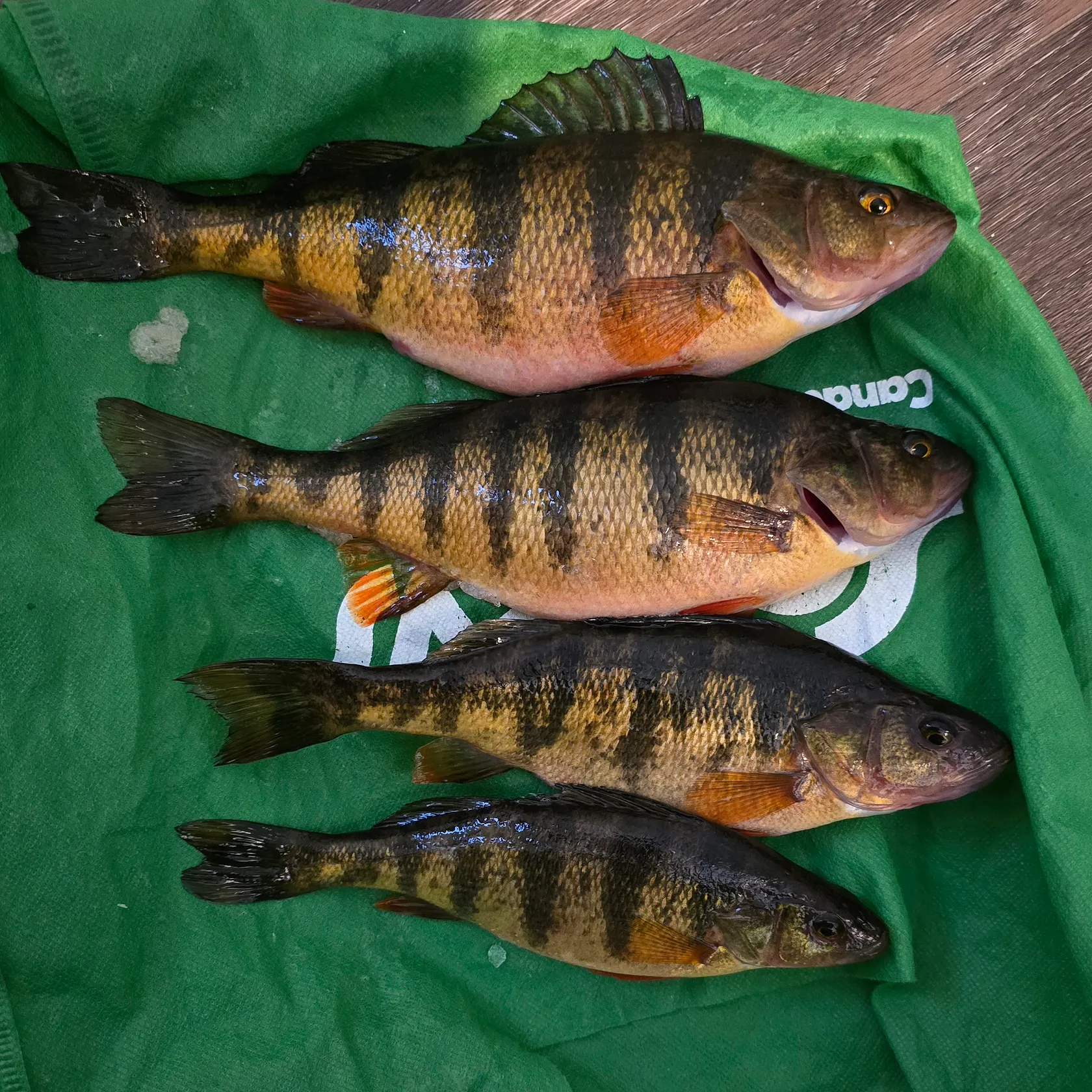 recently logged catches