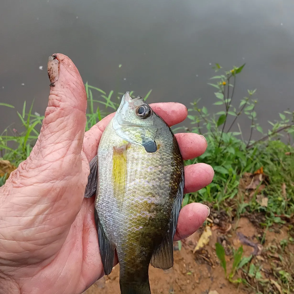 Bluegill caught on Fishbrain