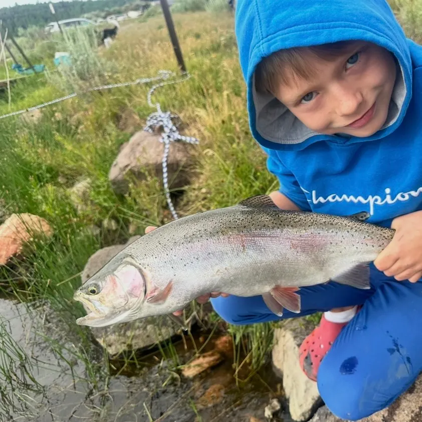 Rainbow trout caught on Fishbrain