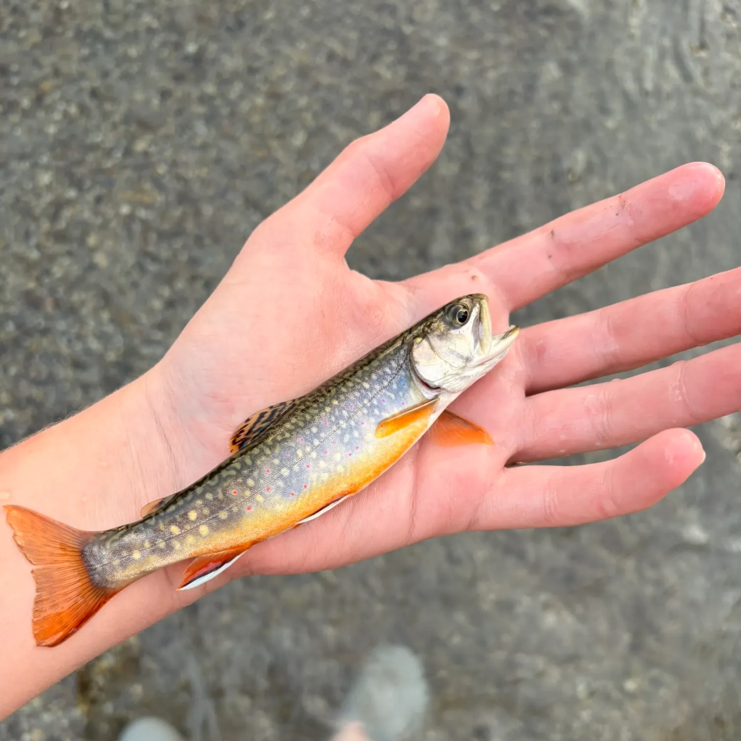 Brook trout caught on Fishbrain