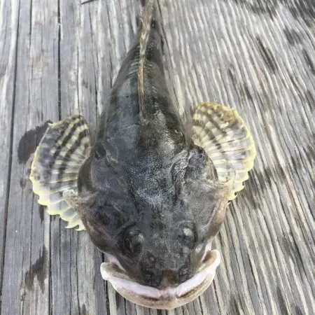 The most recent Pacific staghorn sculpin catches on Fishbrain