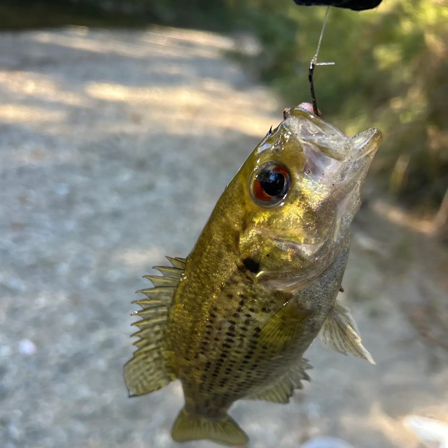Rock bass caught on Fishbrain