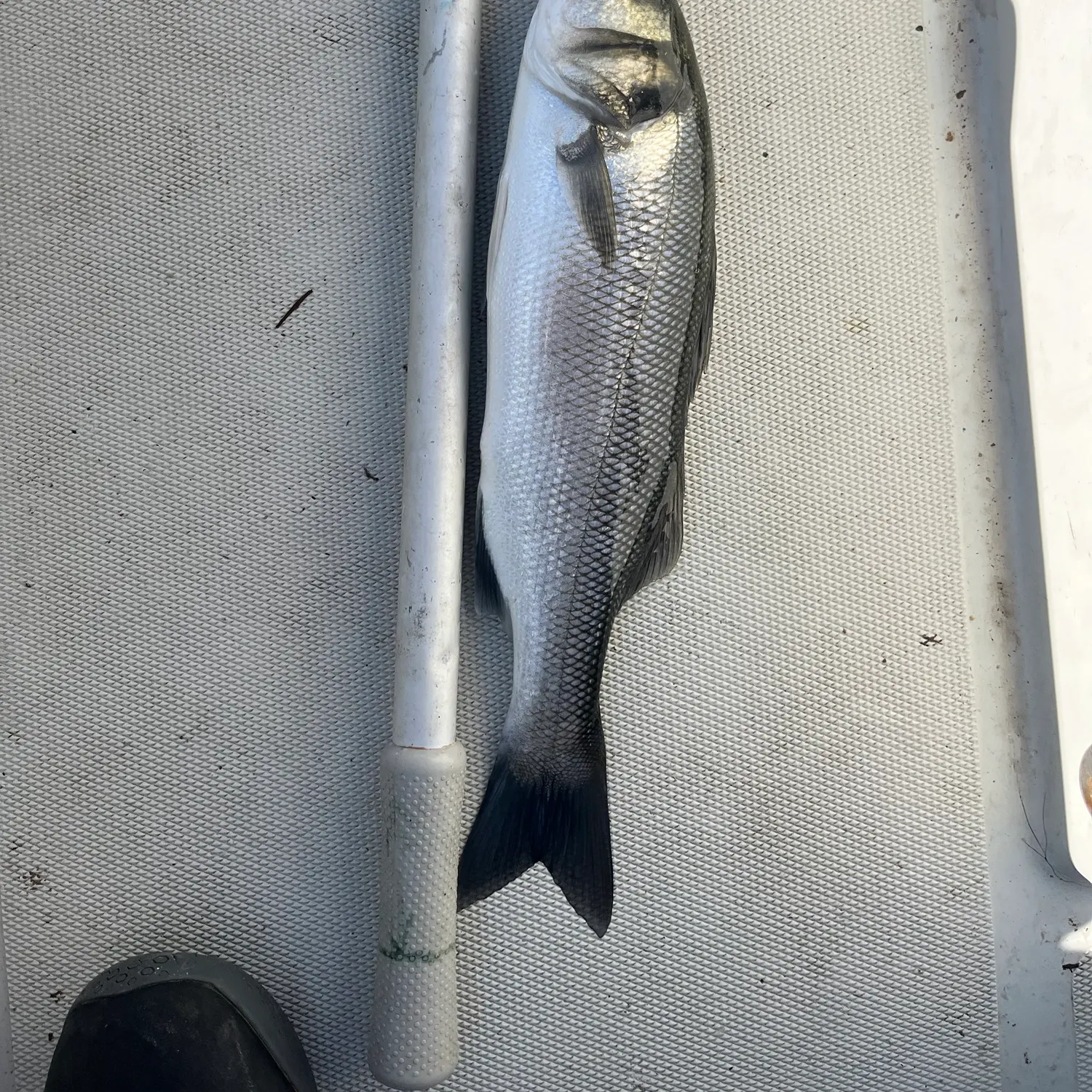 European seabass caught on Fishbrain