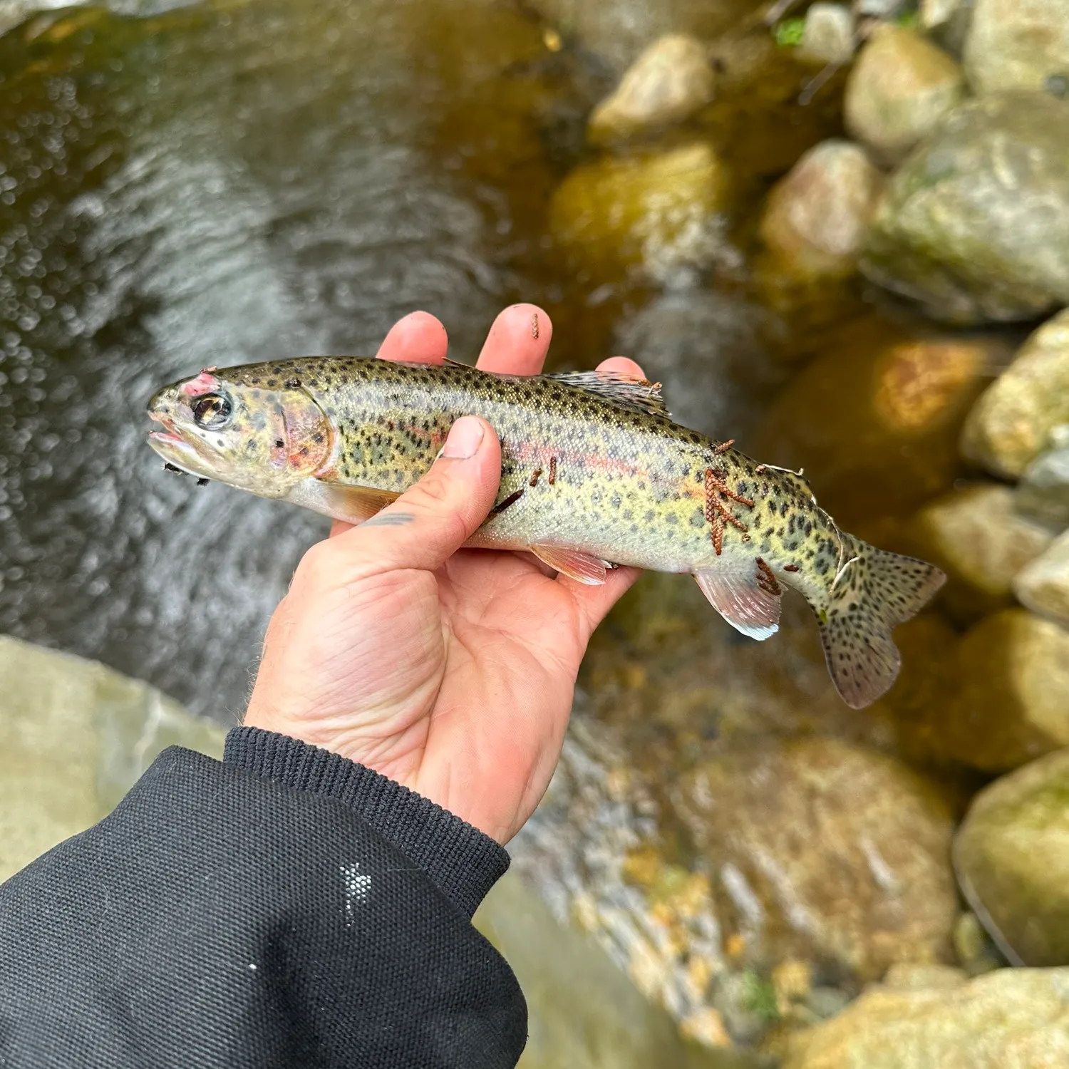 Cutbow caught on Fishbrain