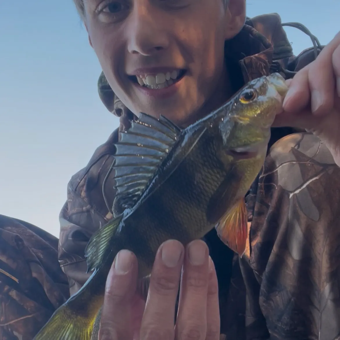 Yellow perch caught on Fishbrain