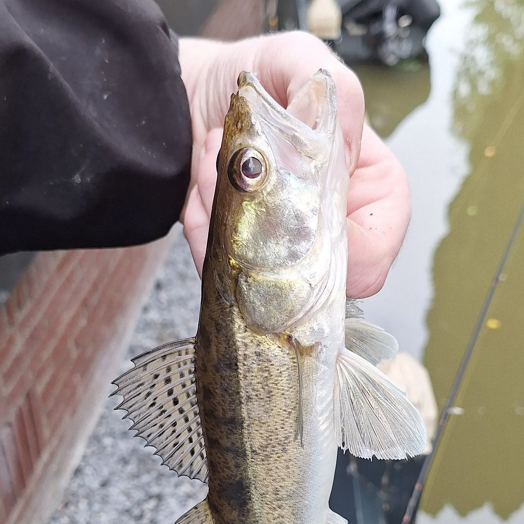Zander caught on Fishbrain