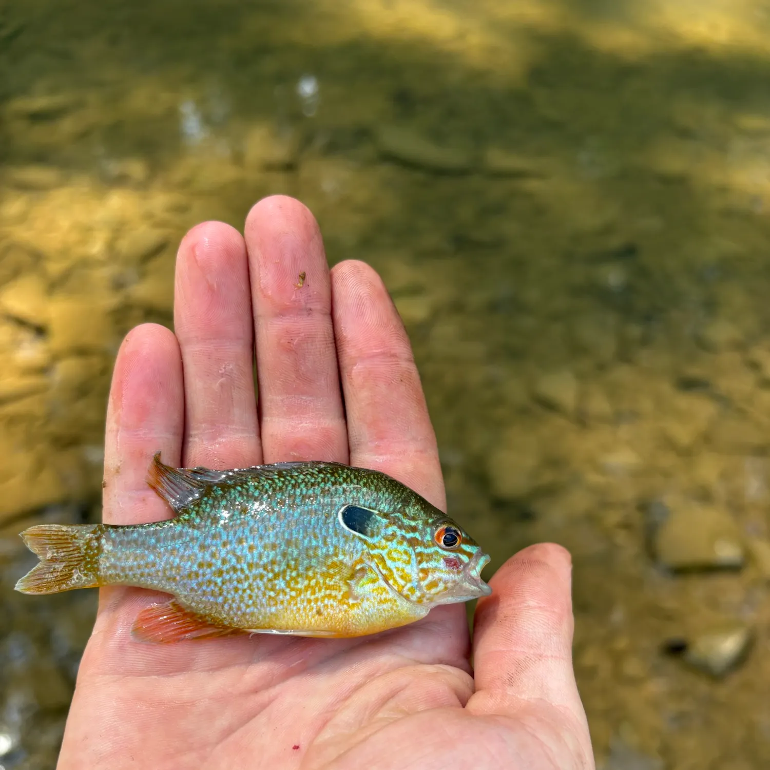 Longear sunfish caught on Fishbrain