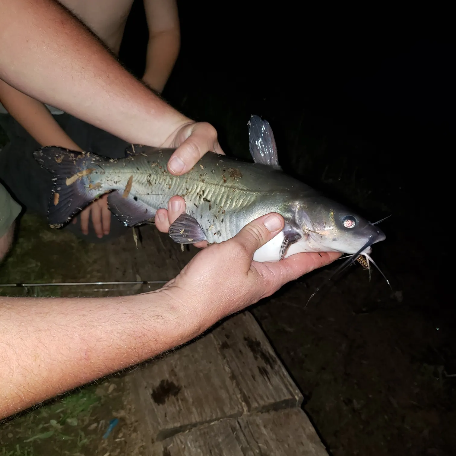 Fish caught on Fishbrain