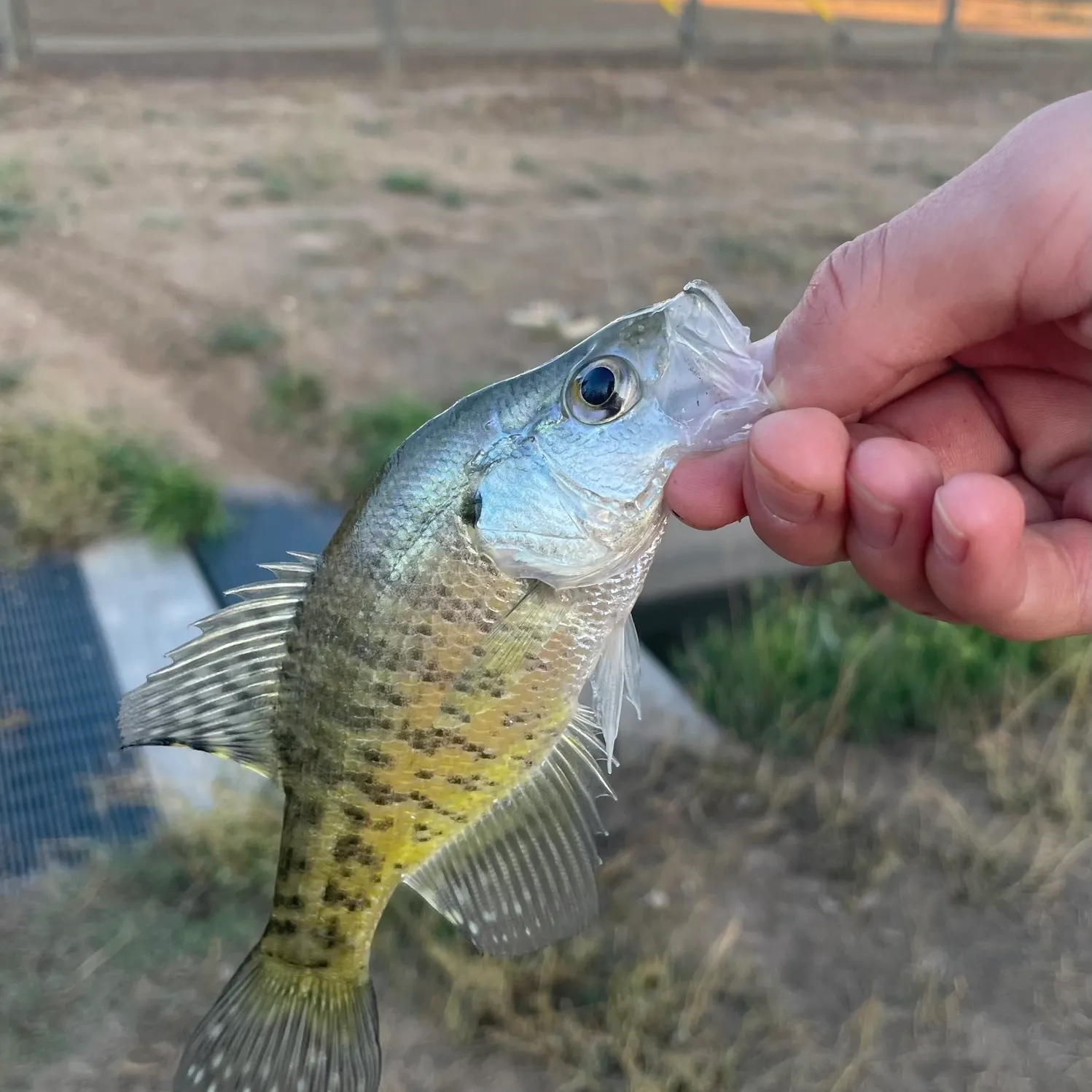 White crappie caught on Fishbrain