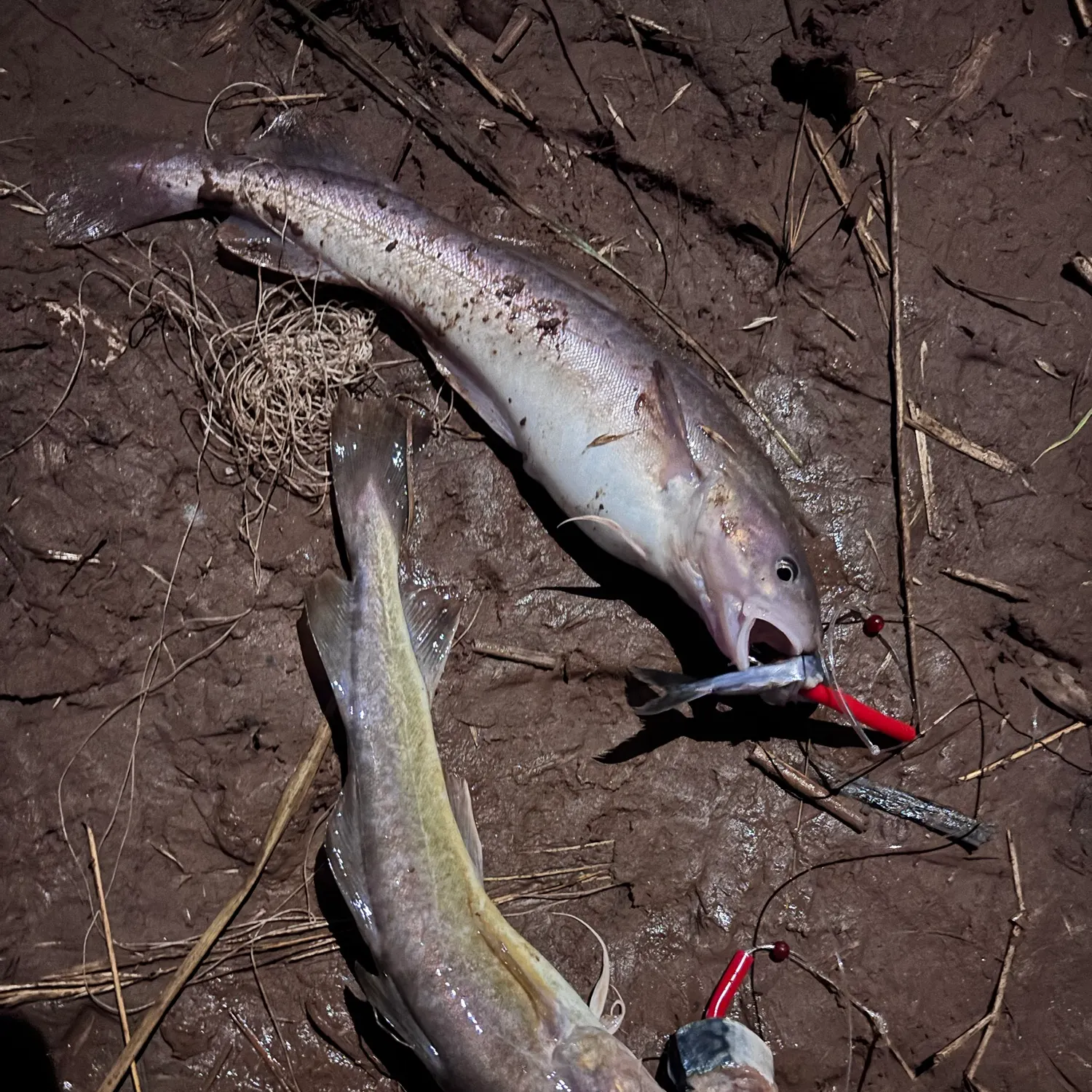 Atlantic tomcod caught on Fishbrain