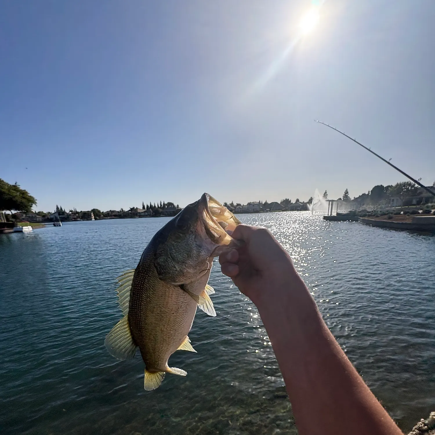 Largemouth bass caught on Fishbrain