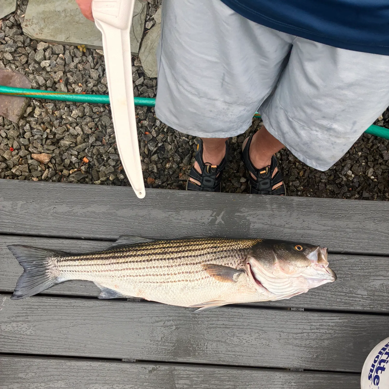 Striped bass caught on Fishbrain