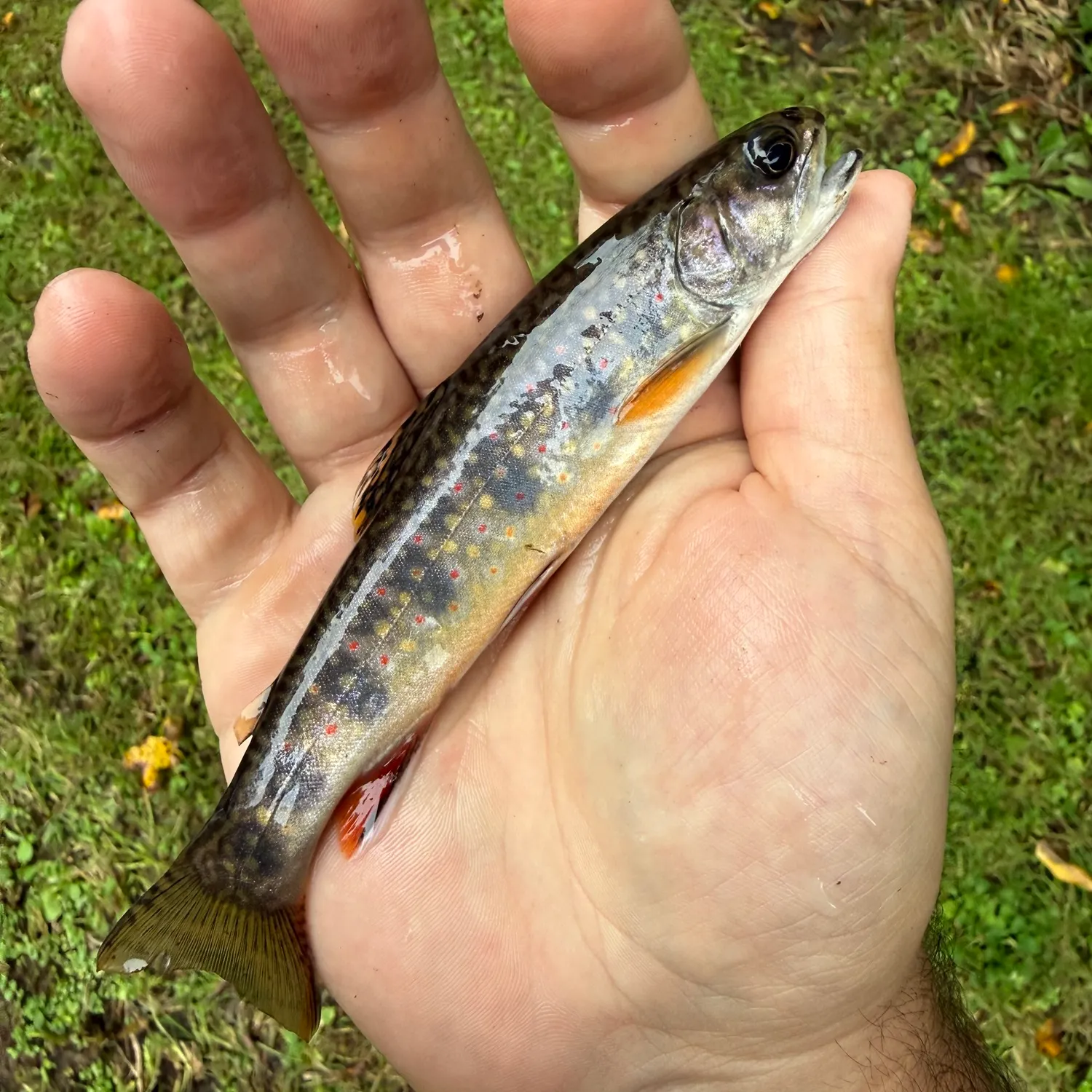 Brook trout caught on Fishbrain