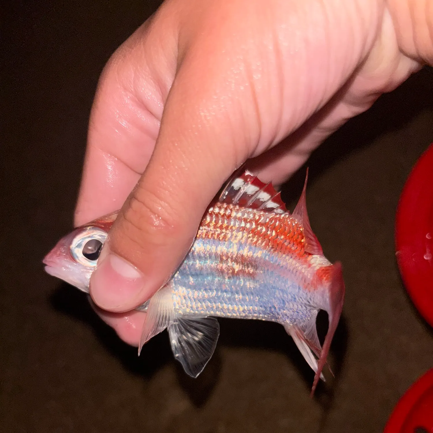 The most recent Speckled squirrelfish catches on Fishbrain
