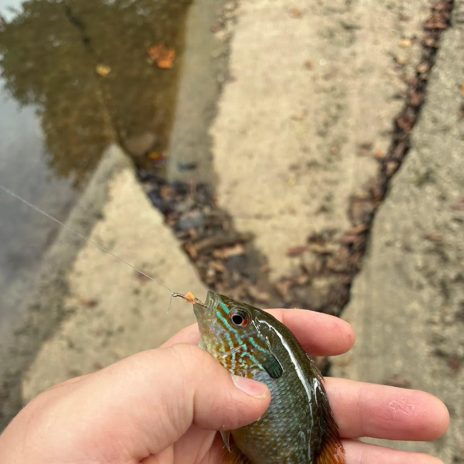 catch
