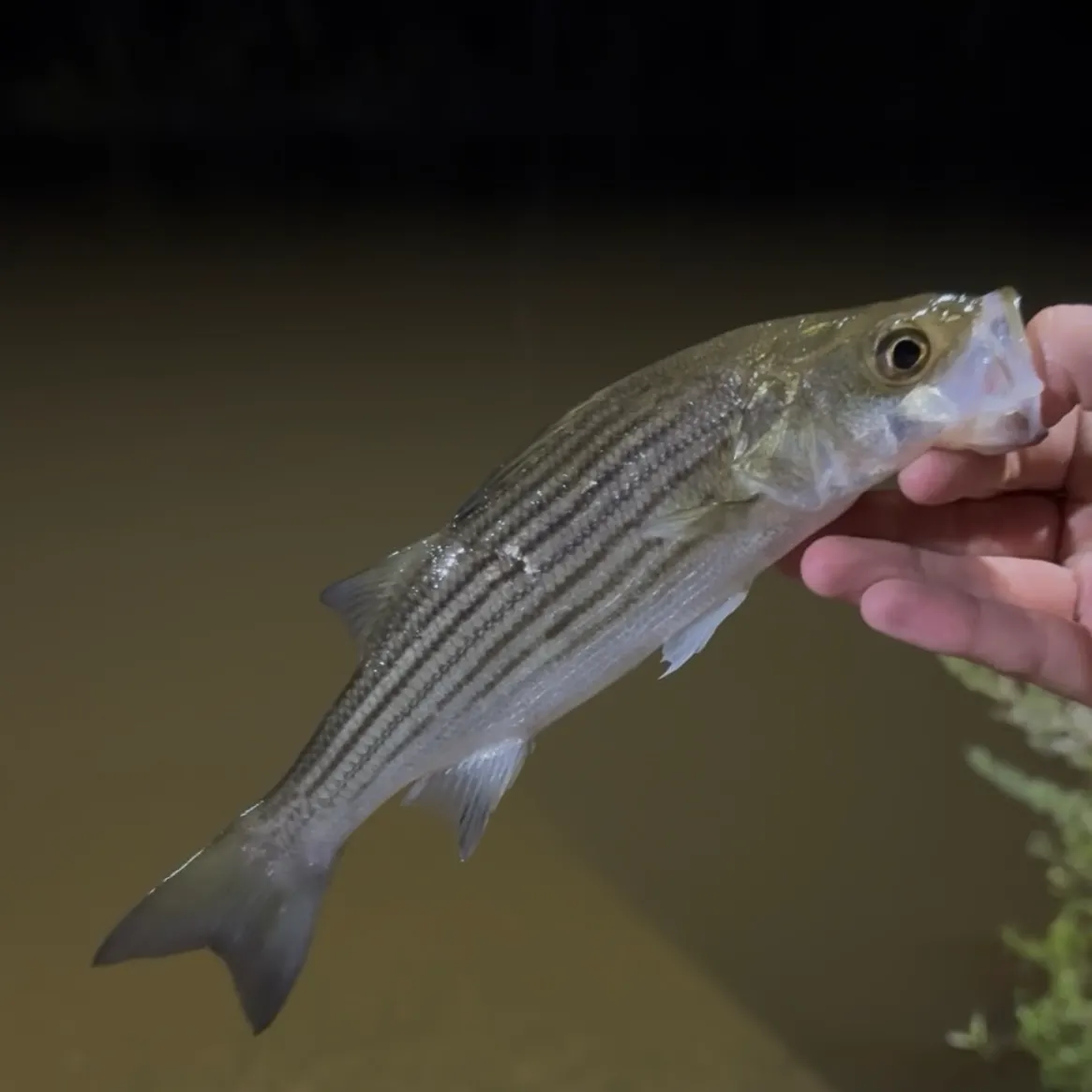 Striped bass caught on Fishbrain