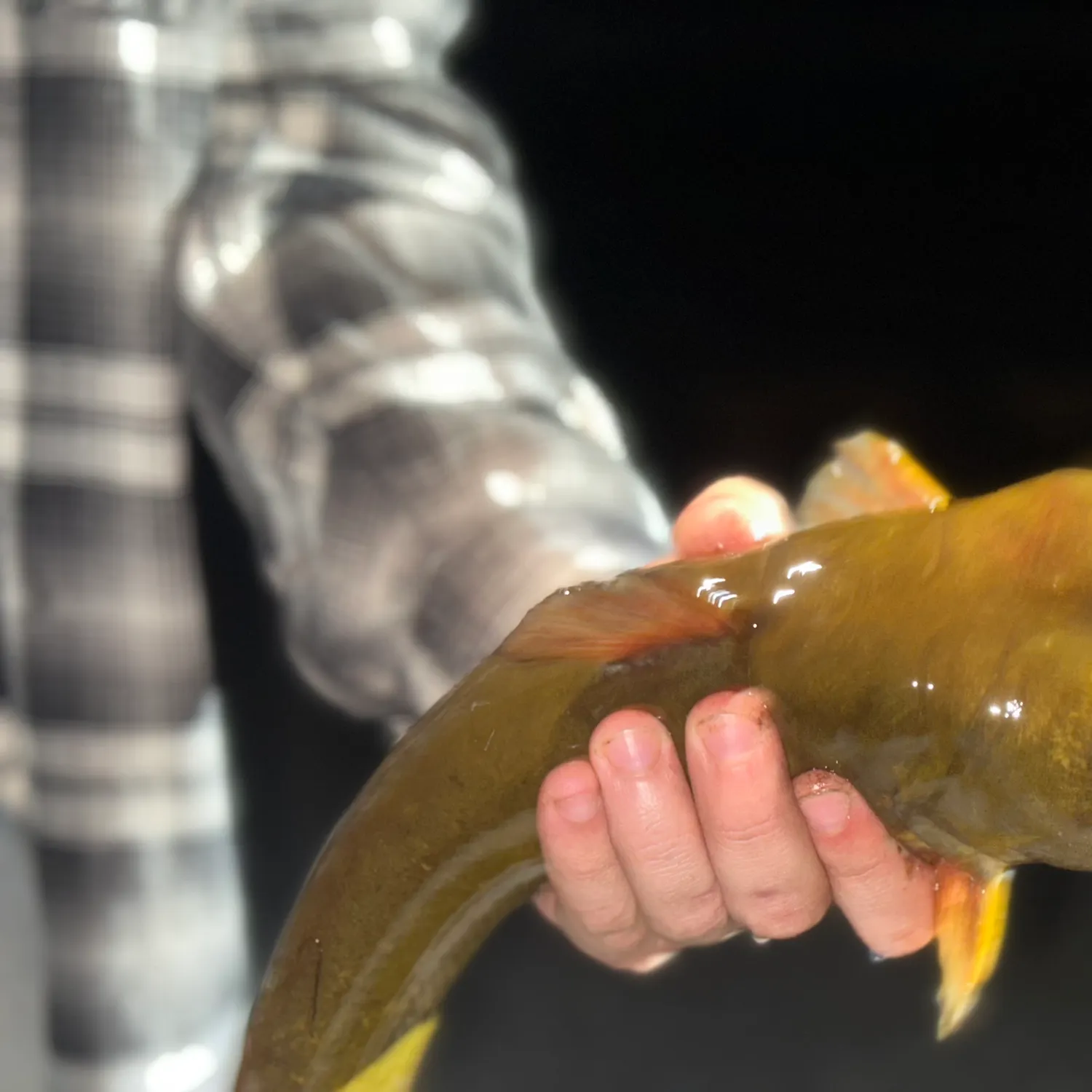 Yellow bullhead caught on Fishbrain