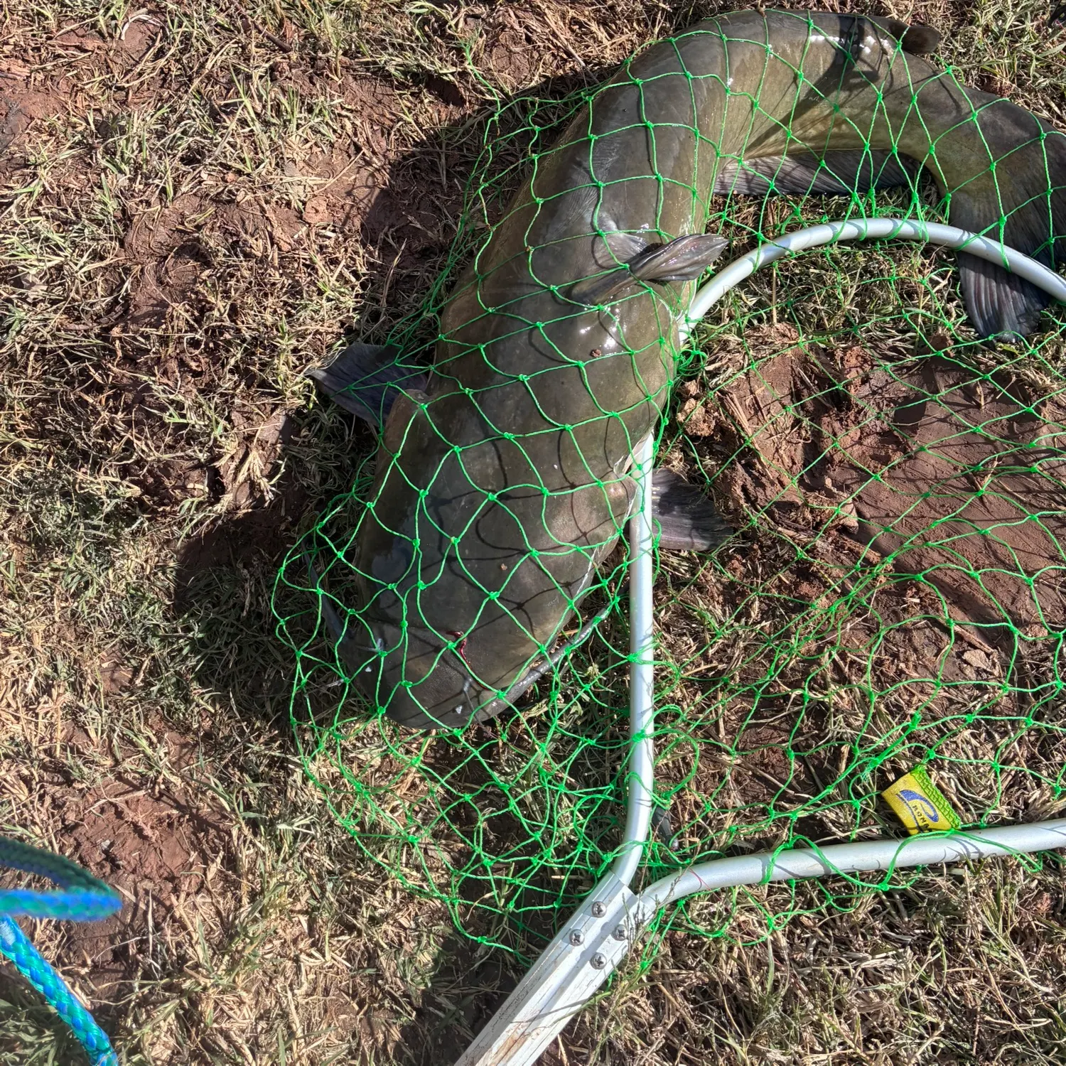 The most recent Channel catfish catches on Fishbrain